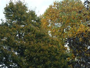 Tilia kiusiana and Liriodendron chinense