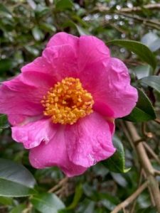 Camellia x williamsii ‘November Pink’