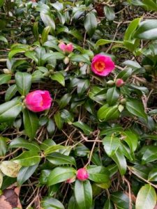 Camellia x williamsii ‘November Pink’