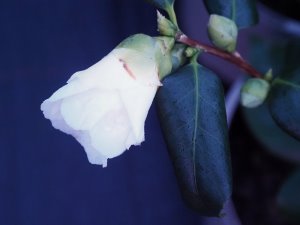 Camellia japonica ‘Alba Simplex’