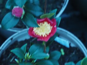 Camellia vernalis ‘Yuletide’