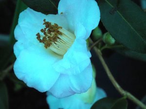 Camellia x williamsii ‘Charles Michael’