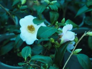 Camellia × williamsii ‘Beatrice Michael’
