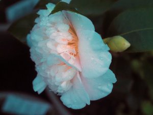 Camellia x williamsii ‘Brushfield’s Yelllow’