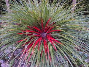 Fascicularia bicolour