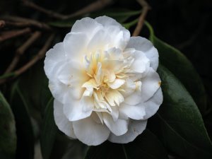 Camellia japonica ‘Sodekakushi’