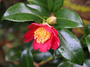Camellia vernalis ‘Yuletide’
