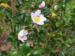 Camellia sasanqua ‘Versicolour’ (‘Sawada’)