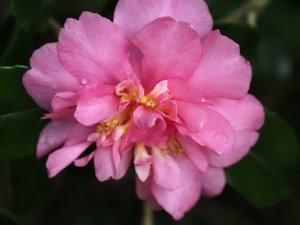 Camellia x hiemalis ‘Sparkling Burgundy’