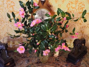 vase of x williamsii camellias
