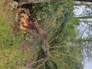 A large Ilex oak has split in half