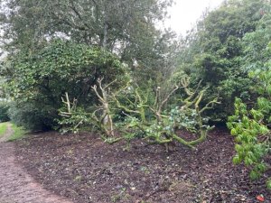 Two elderly camellias