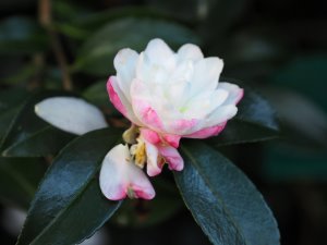 Camellia sasanqua ‘Paradise Blush’