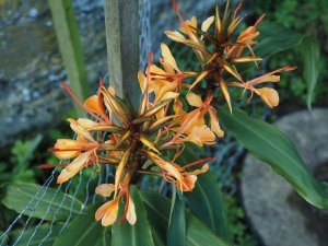 Hedychium coccineum flowers