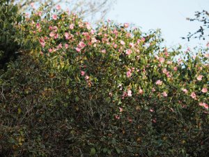 unnamed x williamsii camellias