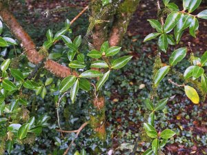 Camellia sasanqua ‘Narumigata’