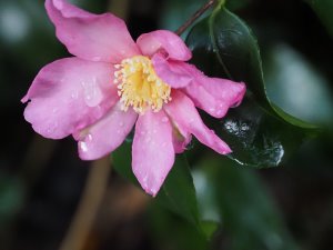 Camellia x williamsii ‘J. C. Williams’