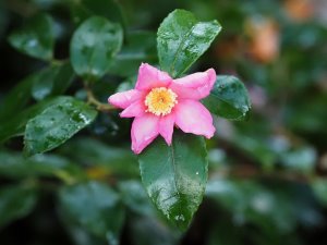 Camellia x williamsii ‘J. C. Williams’