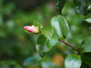 Camellia x williamsii ‘J. C. Williams’