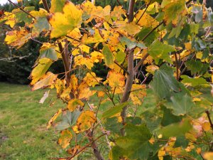 Acer cappadocicum ‘Aureum’