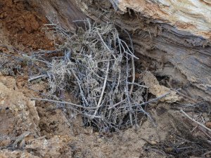 jackdaws nests