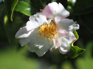 Camellia fraterna x sasanqua ‘Yoimachi'