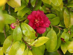 Camellia hiemalis ‘Bonanza’