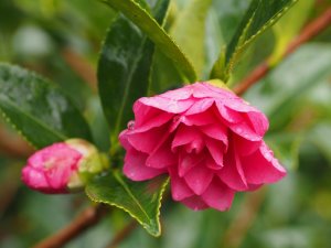 Camellia hiemalis ‘Shishigashira’