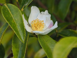 Camellia oleifera x sasanqua ‘Survivor’