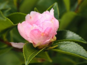 Camellia sasanqua ‘Bettie Patricia’
