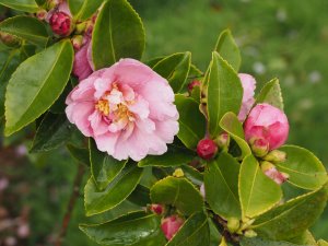 Camellia sasanqua ‘Chansonette’