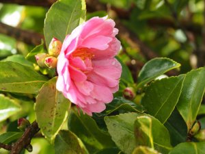 Camellia sasanqua ‘Chansonette’