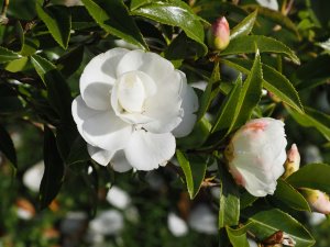 Camellia sasanqua ‘Early Pearly’