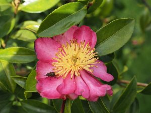 Camellia sasanqua ‘Evangeline’