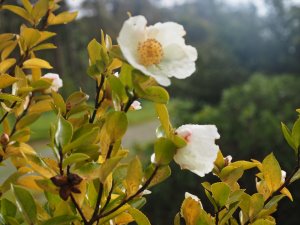 Camellia sasanqua ‘Everards’s Delight’