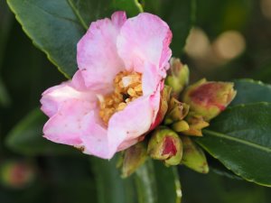 Camellia sasanqua ‘Gay Sue’