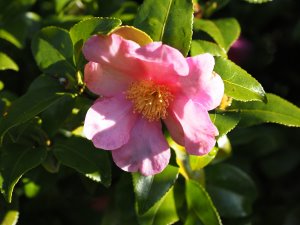 Camellia sasanqua ‘Loder’s Borde Hill Form’