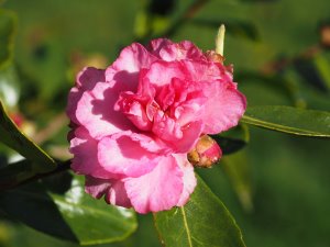 Camellia sasanqua ‘Marie Steiner’