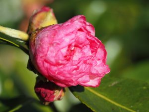 Camellia sasanqua ‘Marie Steiner’