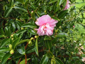 Camellia sasanqua ‘Mignonne’