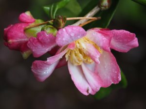 Camellia sasanqua ‘Navajo’