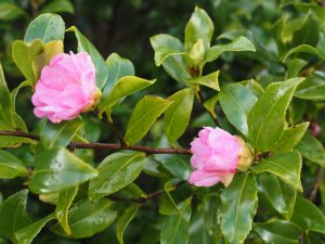 Camellia sasanqua ‘New Dawn’
