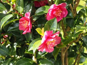 Camellia sasanqua ‘Paradise Belinda’