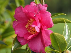 Camellia sasanqua ‘Paradise Belinda’