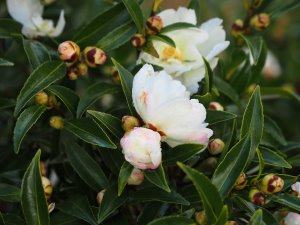 Camellia sasanqua ‘Paradise Little Liane’