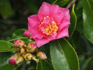 Camellia sasanqua ‘Rosea Plena’