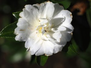 Camellia sasanqua ‘Silver Dollar’
