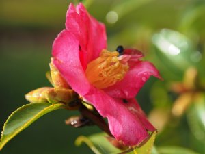 Camellia sasanqua ‘Slim and Trim’