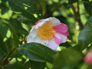 Camellia sasanqua ‘Souvenir de Claude Brivet’