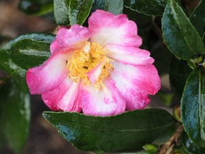 Camellia sasanqua ‘Taishuhai’
